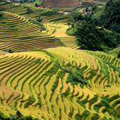 Village - Sapa-  Night train to Hanoi